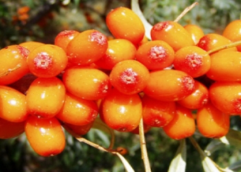 Bir ovuc çaytikanı yeddi vitaminin gündəlik tələbatını ödəyəcək