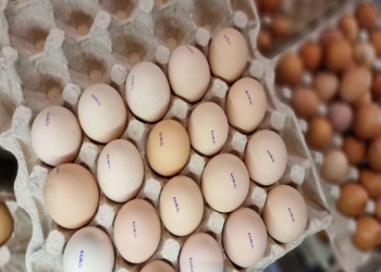 C1 və C0 yumurtaları arasındakı fərq nədir?