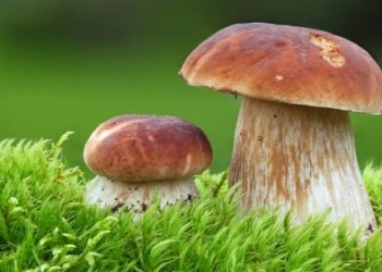 Hansı göbələklər və niyə onları yemək lazımdır?