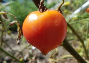 Kosmonavtın kosmosda itirdiyi pomidor tapılıb
