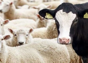 Türkiyədə heyvanlar arasında qorxulu xəstəlik yayılır