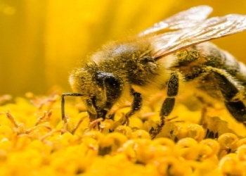 BMT-nin Ərzaq və Kənd Təsərrüfatı Proqramı: Bizim həyatımız arıların yaşamasından asılıdır