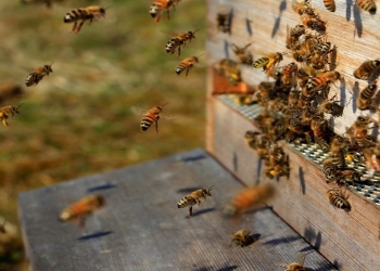 Cəlilabad sakini arıların hücumu nəticəsində ölüb