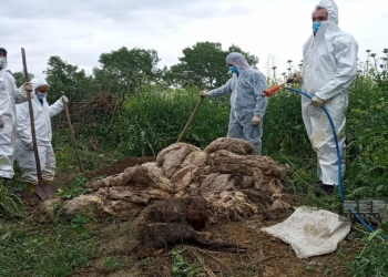 Şabranda quduzluğa görə nəzarətə götürülən kəndə baxış keçirilib, heyvanlar basdırılıb