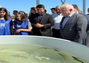 Kür çayına növbəti dəfə balıq körpələri buraxılıb