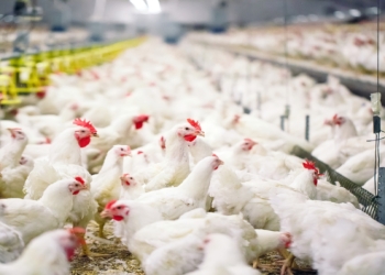 &quot;Hajigabul Poultry Farm Company&quot; işçilər axtarır