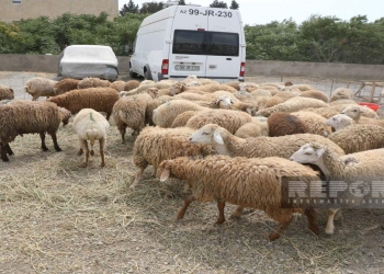 Bakıda Qurban kəsimi - FOTOREPORTAJ