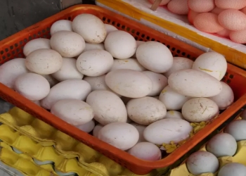 Ördək və qaz yumurtası yemək sağlamlıq üçün zərərlidirmi?