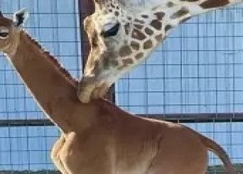 Xalları olmayan zürafə doğulub