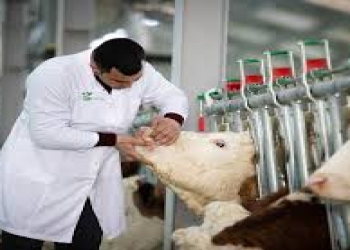 Baytarlıq nişanlaması nədir?