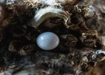 Cütlük restoranda şam yeməyi zamanı mirvari tapdı və… 