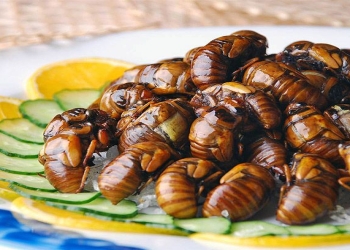 Dünyanın gələcəyi həşəratlardadır