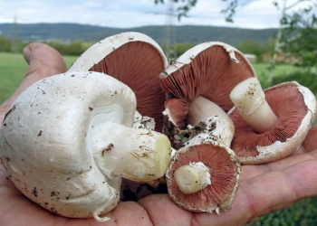 Şampinyon göbələyindən zəhərlənməmək üçün bunu nəzərə alın