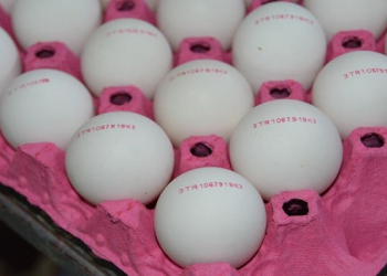 Kənd yumurtası ilə market yumurtası arasındakı fərq