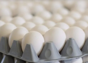 Bu yumurta markaları potensial virus riski səbəbindən geri çağırıldı