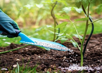 Ammonium nitrat gübrəsinin bitkilər üçün faydaları