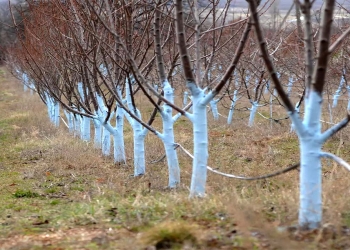 Bordo məhlulu bitkiləri hansı xəstəliklərdən qoruyur?