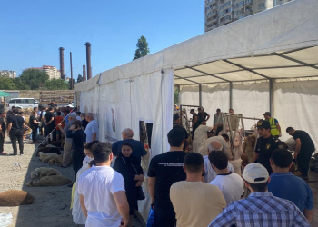 Bayramla bağlı 147 ünvanda qurbanlıq heyvanların satışı və kəsimi xidmətləri göstərilir