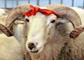 Qurban kəsmək istəyən kişi faciəli şəkildə öldü
