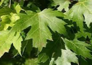 Bu ağacın yarpağı dəri xəstəlikləri üçün çox faydalıdır