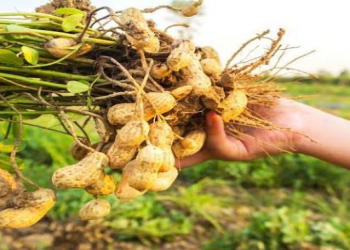 Ailəsində allergiya və ya astma olan şəxslər bu qidadan uzaq durmalıdır