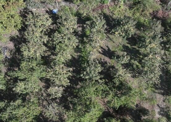 "Ölümsüzlük meyvəsi" - Hər ağacdan 25 kilo məhsul alınır