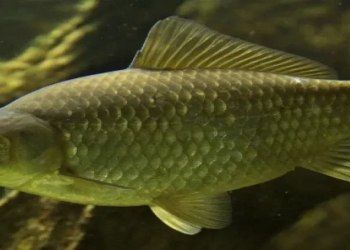 Sümüksüz sazan balığı yaratdılar...