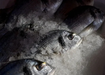 Donmuş balığı ən yaxşı necə əritmək olar?