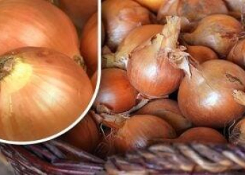 Soğanların yazadək cücərməməsi üçün sadə üsul