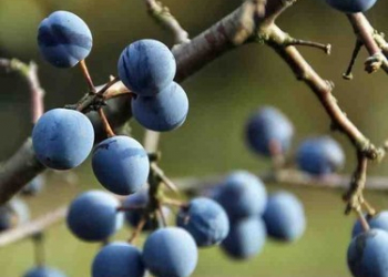 Qaratikan meyvəsinin faydaları nələrdir?