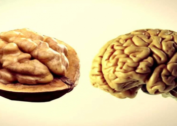 Bu qidalar orqanlarımızın “əkizi”dir