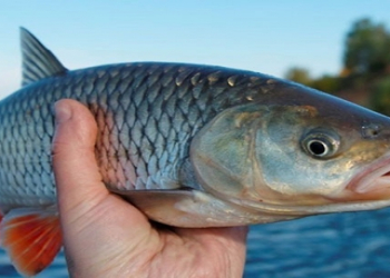 Xəzərin nadir balığı azalır - Vacib addımlar atılacaq