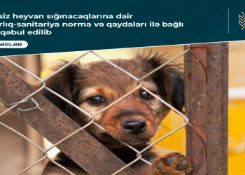 Sahibsiz heyvan sığınacaqlarına dair baytarlıq-sanitariya norma və qaydaları ilə bağlı qərar qəbul edilib