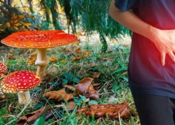 Göbələk zəhərlənməsi zamanı nə etməli?