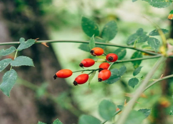 Ürəyin dərmanı, xərçəngdən qoruyan - ucuz bitki