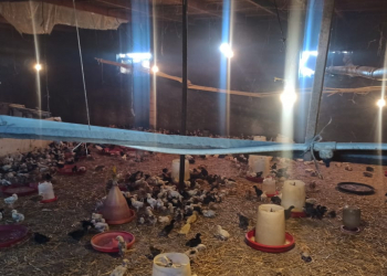 Quşçuluq təsərrüfatında nöqsanlar aşkarlandı