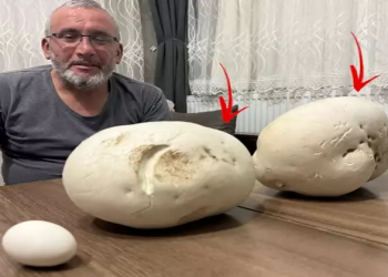 2,5 kiloqramlıq göbələk tapdı...