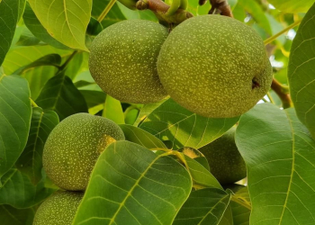 Yaş qozun faydaları nələrdir?