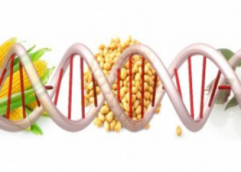 Genetik xüsusiyyətlər qidalanma planını necə dəyişir?