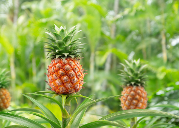 Təzə ananas bağırsaq fermentlərini aktivləşdirir
