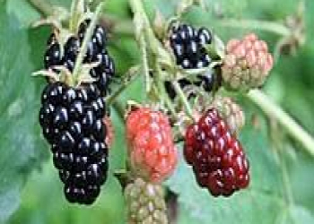 Moruq immunitet sistemini gücləndirir və iltihabları azaldır