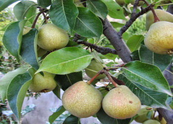 Sentyabrın 5 ən faydalı məhsulu