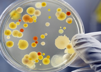 Bağırsaq bakteriyaları depressiyanı müalicə edir?