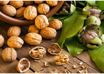 Qozun faydaları: beyin və ürək üçün təbii dəstək