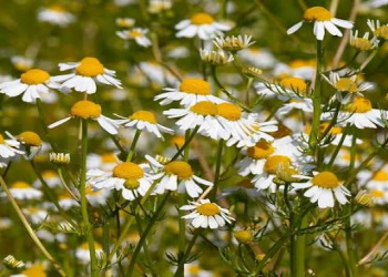 Çobanyastığının faydaları nələrdir?