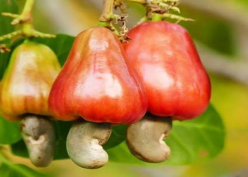 Dəmir mənbəyi olan bitki