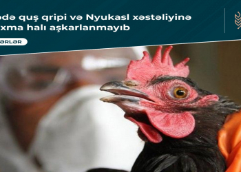 Ölkədə quş qripi və Nyukasl xəstəliyinə yoluxma halı aşkarlanmayıb