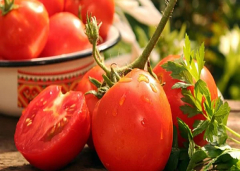 Təbii üsulla təzyiqə nəzarət: duzsuz təzə pomidorun faydası açıqlanıb