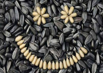 Günəbaxan tumu dəri sağlamlığını gücləndirir