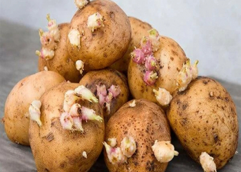 Toksikoloq cücərmiş kartofla bağlı xəbərdarlıq etdi